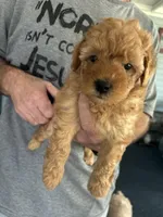 Baby, a female Poodle - Miniature  for sale in Auburndale, FL – Photo 4 of 9