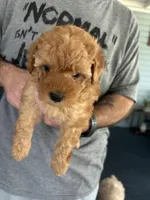 Baby, a female Poodle - Miniature  for sale in Auburndale, FL – Photo 1 of 9