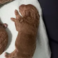 Baby, a female Poodle - Miniature  for sale in Auburndale, FL – Photo 7 of 9