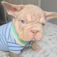 New Shade Isabella Male, a male French Bulldog for sale in Riverside, CA – 4 of 5