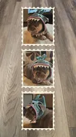 Lilac Fluffy carrier, a male French Bulldog for sale in Riverside, CA – 1 of 1