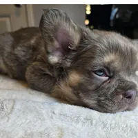 Nibbles, a male French Bulldog for sale in Riverside, CA – 5 of 5