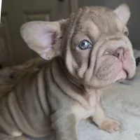 Isabella, a female French Bulldog for sale in Riverside, CA – 3 of 3