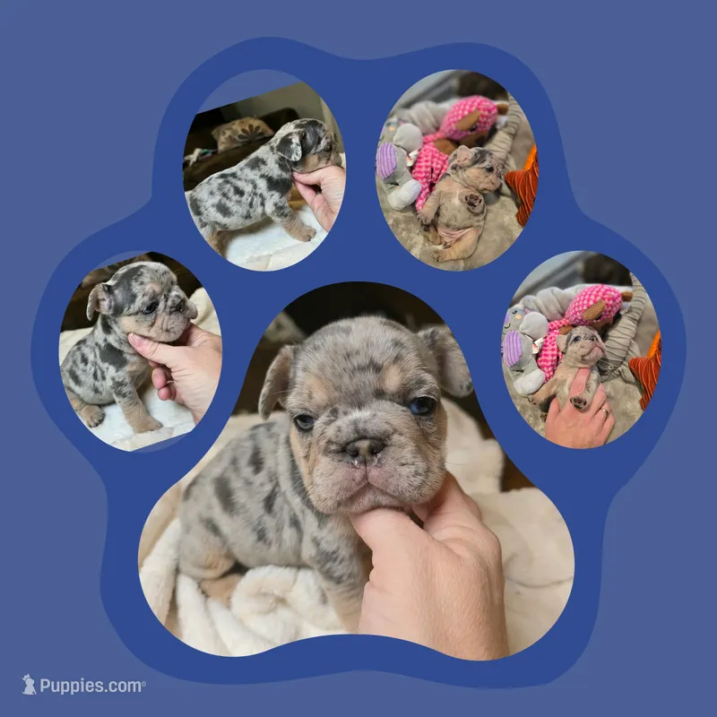 Baby Girl and boy – French Bulldog puppy for sale in Riverside, CA