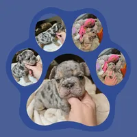 Baby Girl and boy, a female French Bulldog for sale in Riverside, CA – 1 of 6