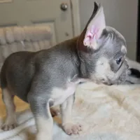 Lilac little boy, a male French Bulldog for sale in Riverside, CA – 1 of 3