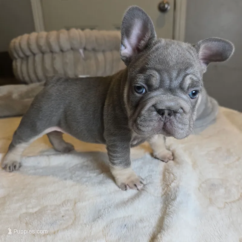 Lilac big rope male – French Bulldog puppy for sale in Riverside, CA