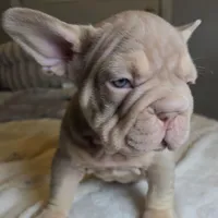 New Shade Isabella Male, a male French Bulldog for sale in Riverside, CA – 3 of 5