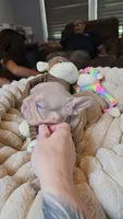Isabella, a female French Bulldog for sale in Riverside, CA – 1 of 3