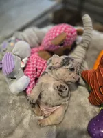 Baby Girl and boy, a female French Bulldog for sale in Riverside, CA – 3 of 6