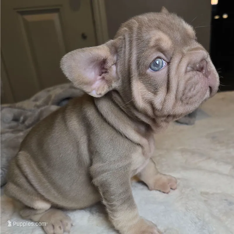 Isabella – French Bulldog puppy for sale in Riverside, CA