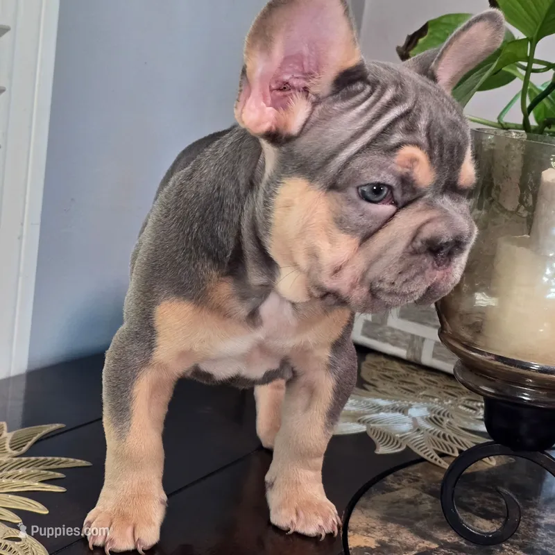 Bluey – French Bulldog puppy for sale in Riverside, CA