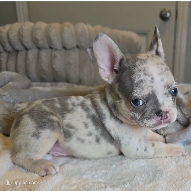 Lilac merle boy – French Bulldog puppy for sale in Riverside, CA