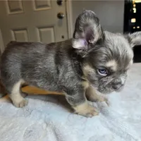 Nibbles, a male French Bulldog for sale in Riverside, CA – 3 of 5