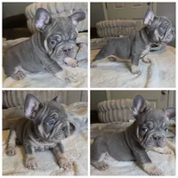 Lilac little boys, a male French Bulldog for sale in Riverside, CA – 3 of 4