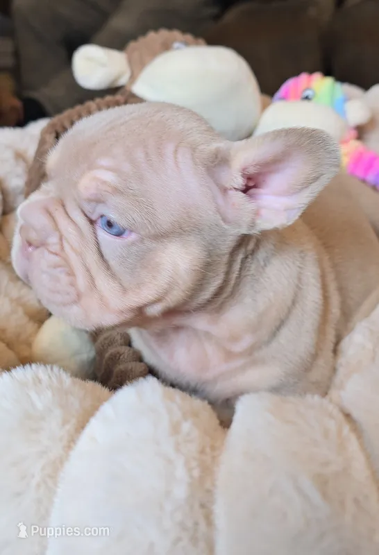 Mele New Shade male and female – French Bulldog puppy for sale in Riverside, CA