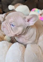 Mele New Shade, a male French Bulldog for sale in Riverside, CA – 2 of 2