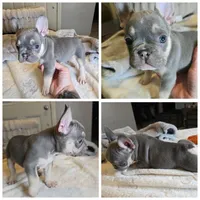 Lilac little boys, a male French Bulldog for sale in Riverside, CA – 4 of 4