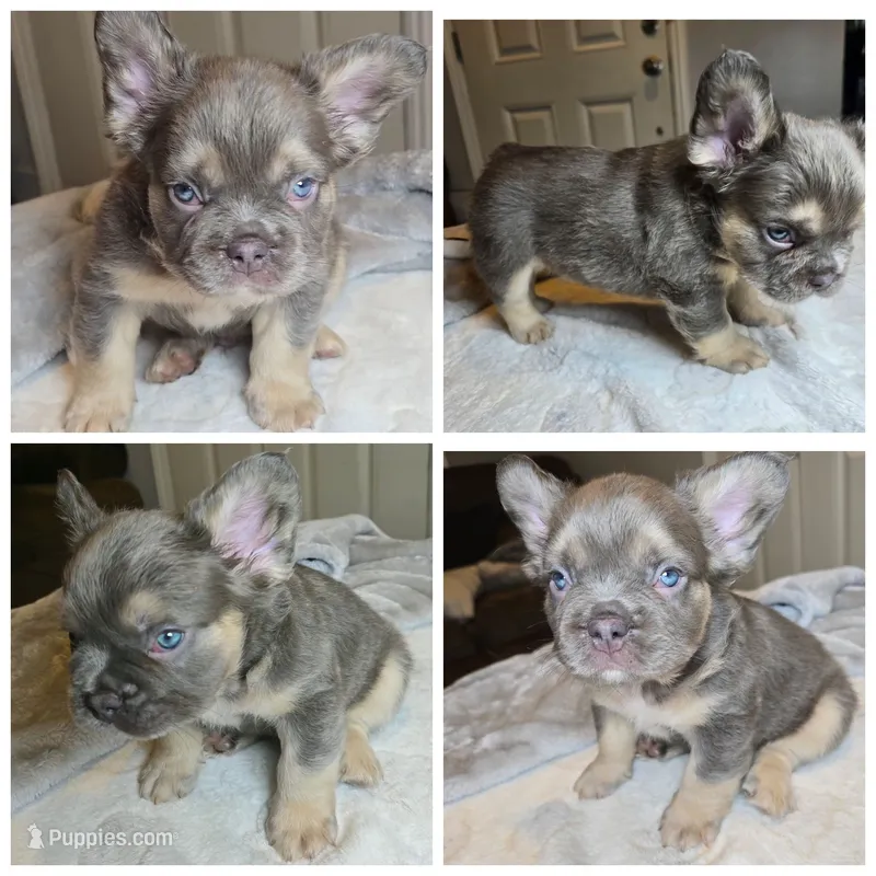 Nibbles – French Bulldog puppy for sale in Riverside, CA