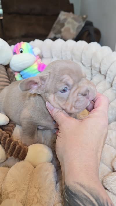 Isabella, a female French Bulldog for sale in Riverside, CA – 2 of 3