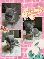 Lilac little boy, a male French Bulldog for sale in Riverside, CA – 2 of 3