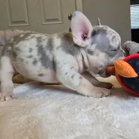 Lilac merle boy, a male French Bulldog for sale in Riverside, CA – 5 of 5