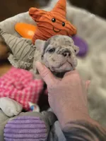 Baby Girl and boy, a female French Bulldog for sale in Riverside, CA – 4 of 6