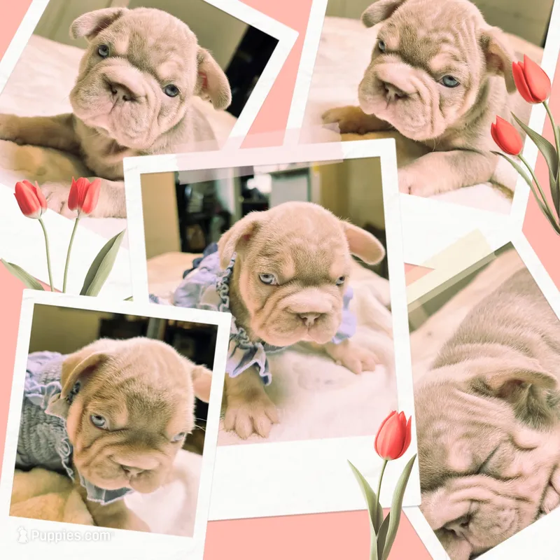 Mele New Shade – French Bulldog puppy for sale in Riverside, CA