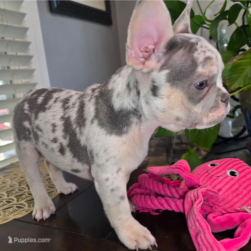 Lilac merle boy – French Bulldog puppy for sale in Riverside, CA