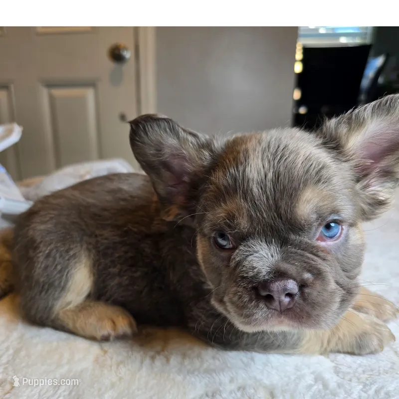 Nibbles – French Bulldog puppy for sale in Riverside, CA
