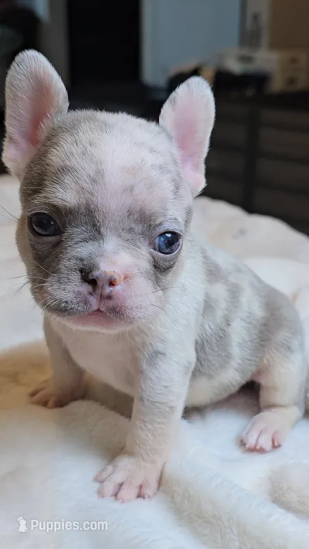 Lilac baby boy – French Bulldog puppy for sale in Riverside, CA