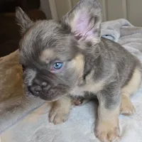 Nibbles, a male French Bulldog for sale in Riverside, CA – 4 of 5