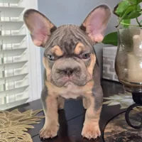 Bluey, a female French Bulldog for sale in Riverside, CA – 4 of 4