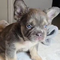Nibbles, a male French Bulldog for sale in Riverside, CA – 2 of 5