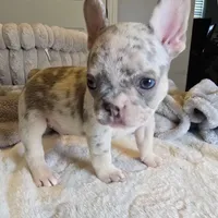 Lilac merle boy, a male French Bulldog for sale in Riverside, CA – 4 of 5