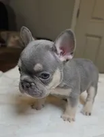 Lilac little boy, a male French Bulldog for sale in Riverside, CA – 1 of 3