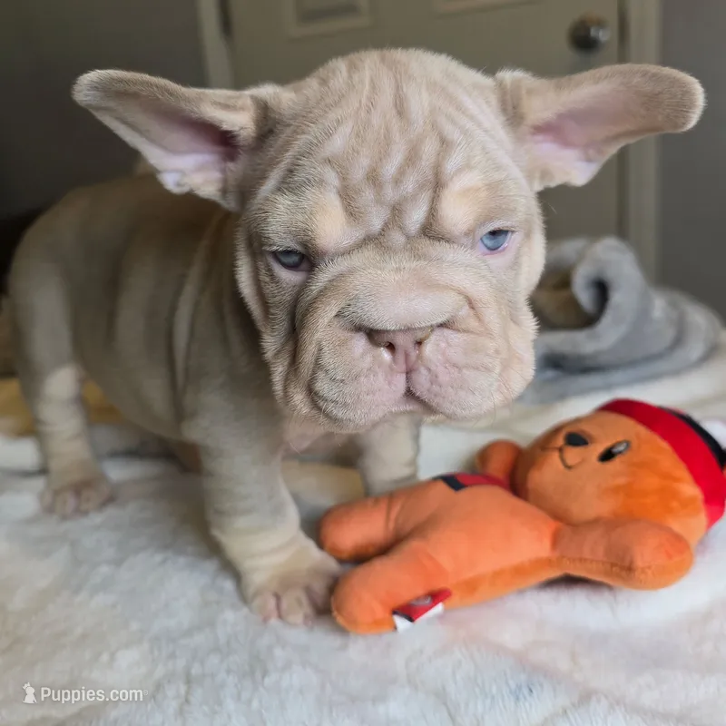 New Shade Isabella Male – French Bulldog puppy for sale in Riverside, CA