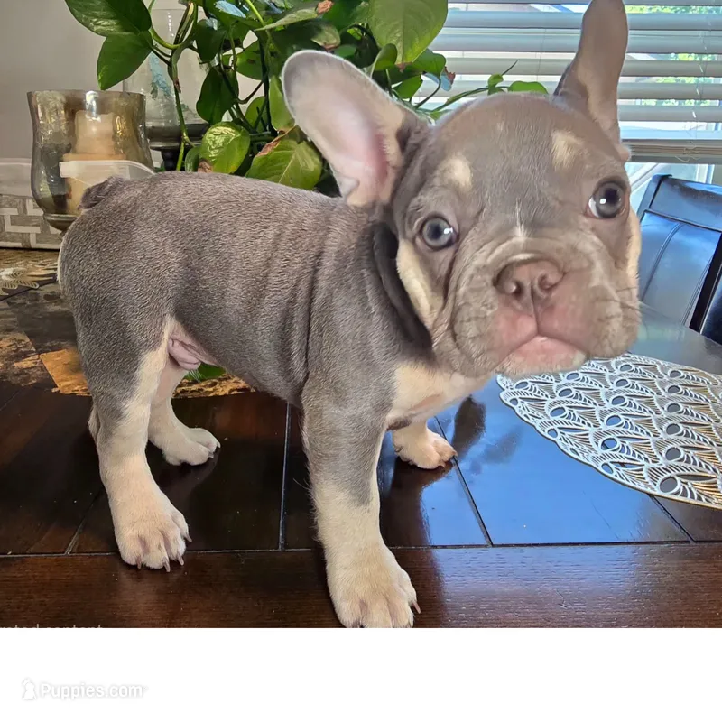 Lilac little boy – French Bulldog puppy for sale in Riverside, CA