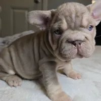 Isabella, a female French Bulldog for sale in Riverside, CA – 2 of 3