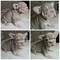 New Shade male and female, a male French Bulldog for sale in Riverside, CA – 3 of 3
