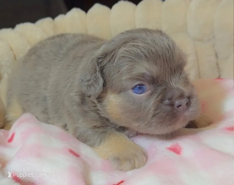 Nibbles – French Bulldog puppy for sale in Riverside, CA