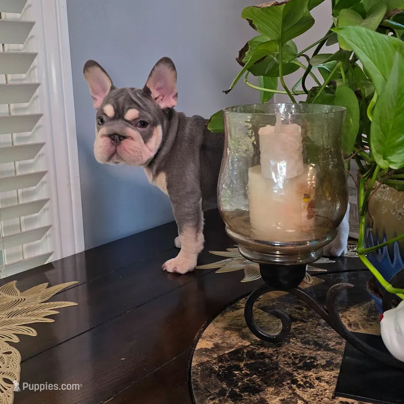 Lilac big rope male – French Bulldog puppy for sale in Riverside, CA