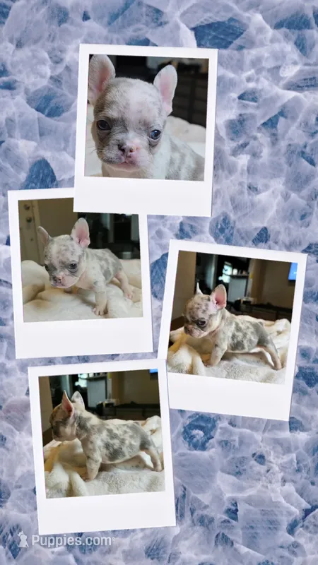Baby Girl and boy – French Bulldog puppy for sale in Riverside, CA