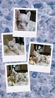 Baby Girl and boy, a female French Bulldog for sale in Riverside, CA – 5 of 6