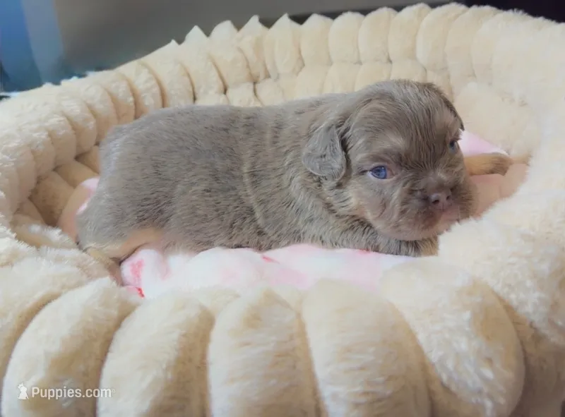 Nibbles – French Bulldog puppy for sale in Riverside, CA