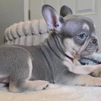 Lilac little boy, a male French Bulldog for sale in Riverside, CA – 2 of 3