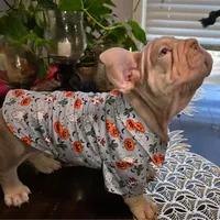New Shade Isabella Male, a male French Bulldog for sale in Riverside, CA – 5 of 5