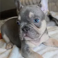 Lilac little boy, a male French Bulldog for sale in Riverside, CA – 3 of 3