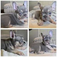 Lilac little boys, a male French Bulldog for sale in Riverside, CA – 2 of 4