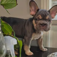 Bluey, a female French Bulldog for sale in Riverside, CA – 3 of 4